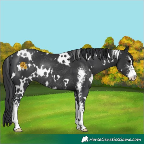 Horse Color:White Spotted Black Sabino Rabicano 