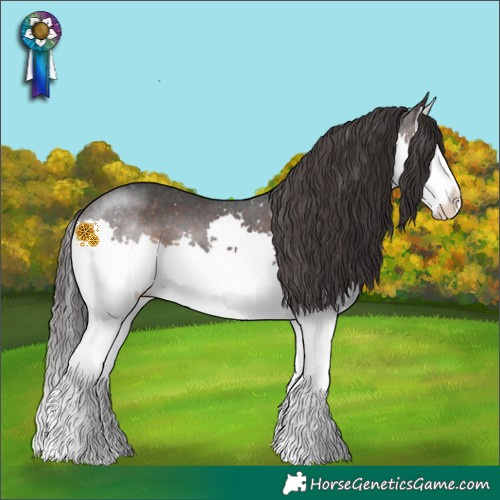Horse Color:Brown Splash Appaloosa 