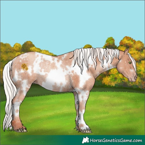 Horse Color:White Spotted Silver Sable Champagne Rabicano 
