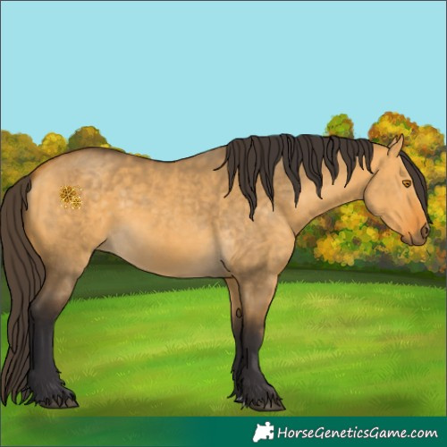 Horse Color:Buckskin Dun 
