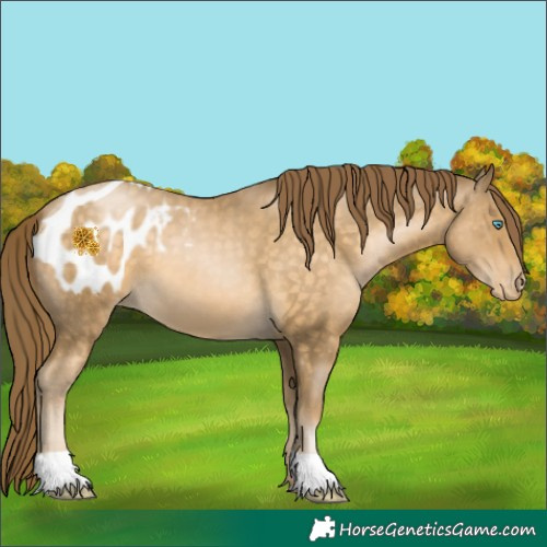 Horse Color:Buckskin Pearl Appaloosa 