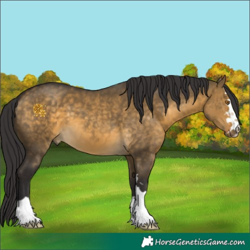 Horse Color:Buckskin Dun 