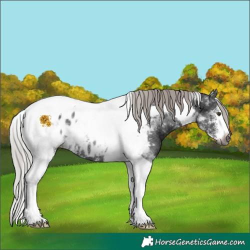 Horse Color:Gray Silver Brown Sabino Tobiano Blanket Rabicano 