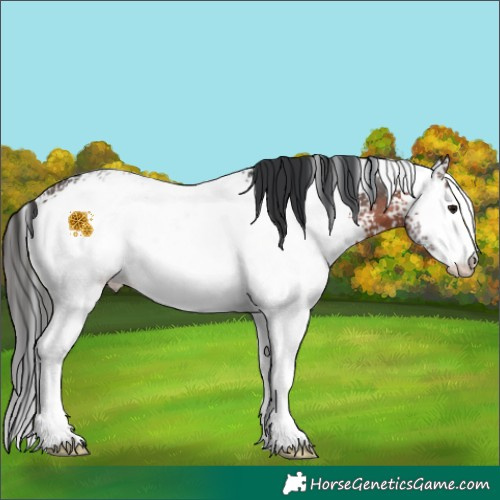 Horse Color:White Spotted Brown Ice Sabino Rabicano 