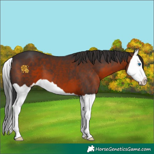 Horse Color:Brown Splash 