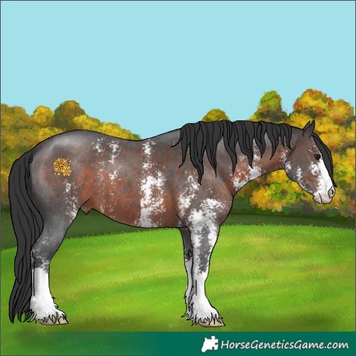 Horse Color:Brown Sabino 