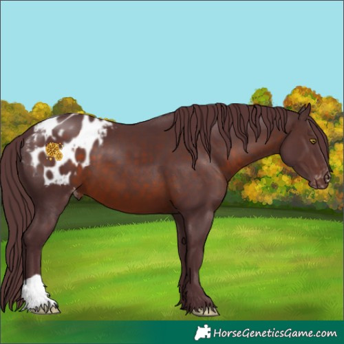 Horse Color:Chocolate Brown Appaloosa 