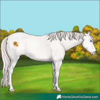 Horse Color:Platinum Chocolate Perlino