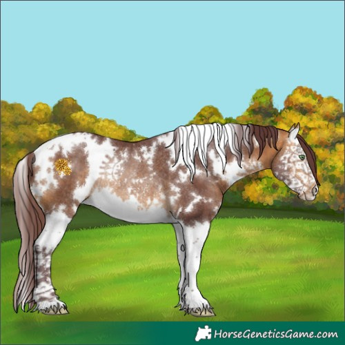 Horse Color:White Spotted Chocolate Buckskin Splash Rabicano 