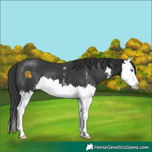 Horse Color:Black Sabino Splash 