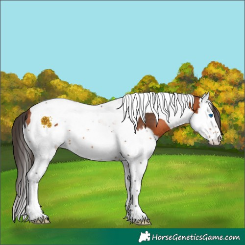 Horse Color:Bay Sabino Splash Tobiano 