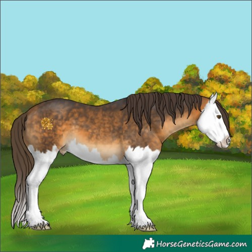 Horse Color:Buckskin Splash Appaloosa 
