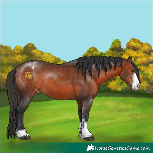 Horse Color:Brown Sabino Appaloosa Rabicano 