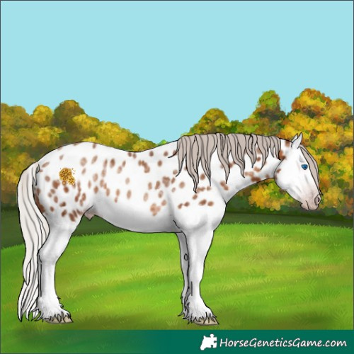 Horse Color:Gray Silver Sable Champagne Ice Splash Near Leopard Rabicano 