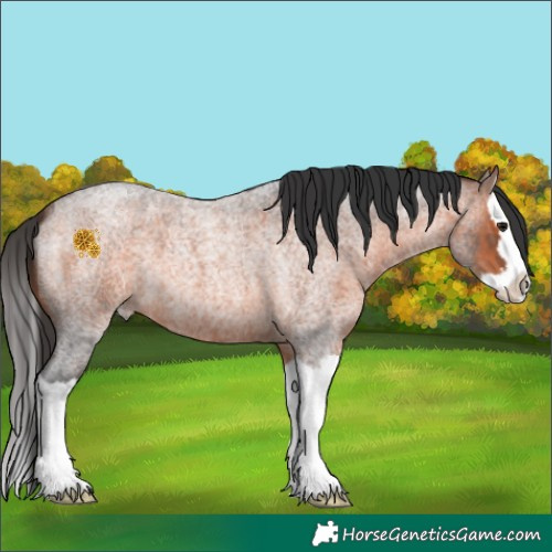 Horse Color:Brown Roan Splash 
