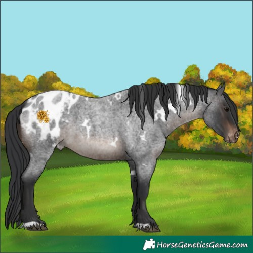 Horse Color:White Spotted Brown Roan Appaloosa 