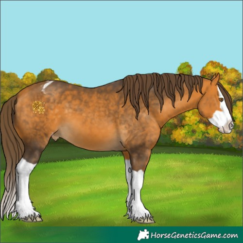 Horse Color:Buckskin Splash Appaloosa 