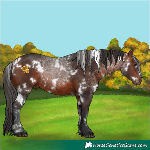 Horse Color:White Spotted Bay Rabicano 
