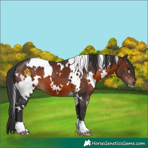 Horse Color:White Spotted Brown 