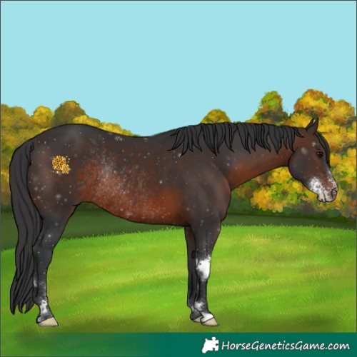 Horse Color:Brown Sabino Rabicano 