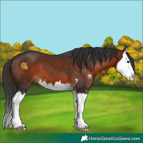 Horse Color:Bay Sabino Splash 