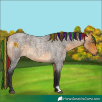 Horse Color:Painted Buckskin Roan 