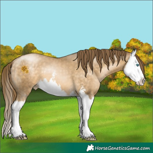 Horse Color:Buckskin Pearl Sabino Splash 