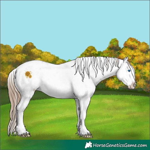 Horse Color:Black Pearl Sabino Splash 