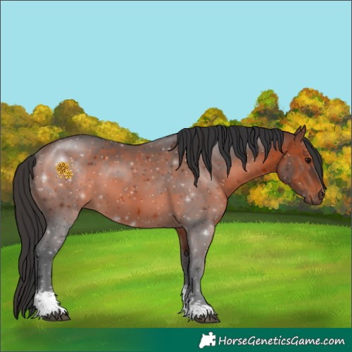 Horse Color:Brown Sabino 