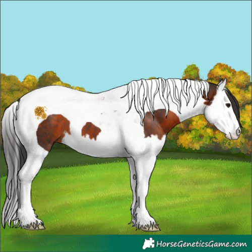 Horse Color:Brown Splash Tobiano 