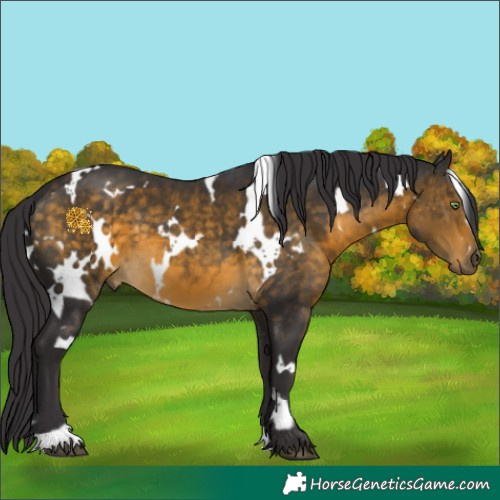 Horse Color:White Spotted Buckskin 
