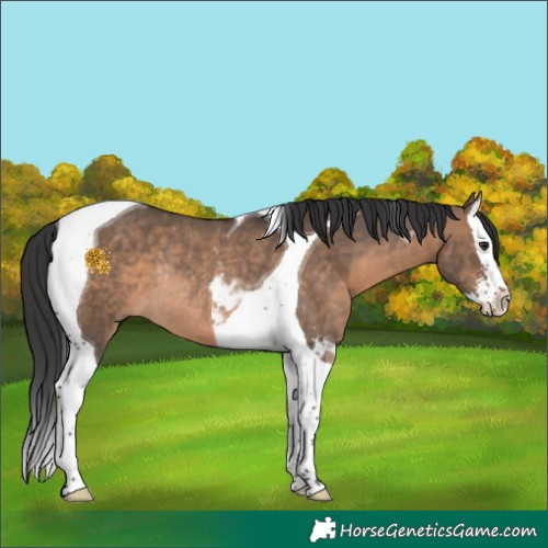 Horse Color:Brown Dun Sabino Splash Tobiano Rabicano 