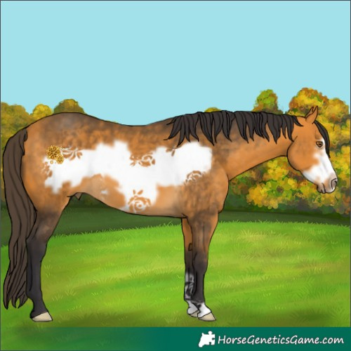 Horse Color:Buckskin Frame 