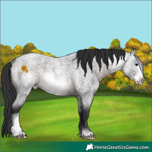 Horse Color:Brown Roan Sabino Frame Rabicano 