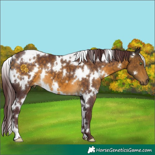 Horse Color:White Spotted Chocolate Buckskin 