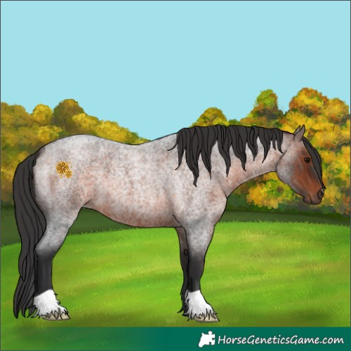 Horse Color:Brown Roan 