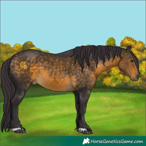 Horse Color:Buckskin 