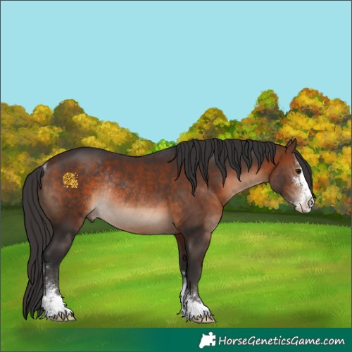 Horse Color:Bay Sabino Rabicano 