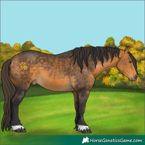 Horse Color:Buckskin 