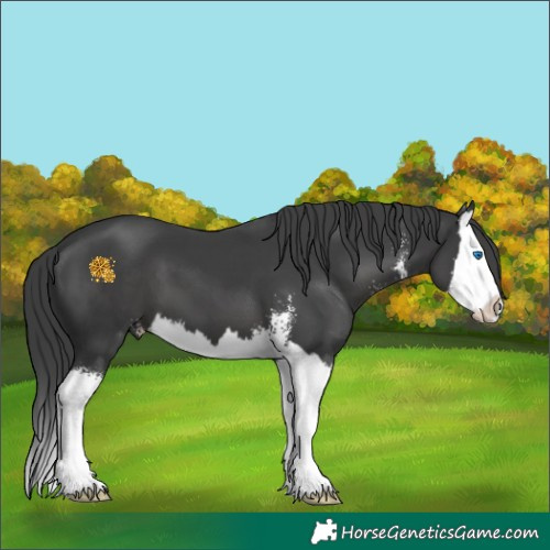 Horse Color:Black Sabino Splash 