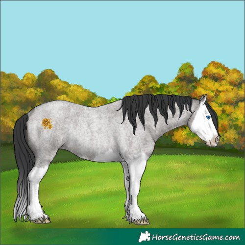 Horse Color:Grullo Roan Splash Rabicano 