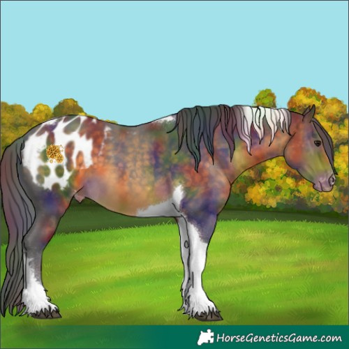 Horse Color:Nacre Buckskin Tobiano Appaloosa 