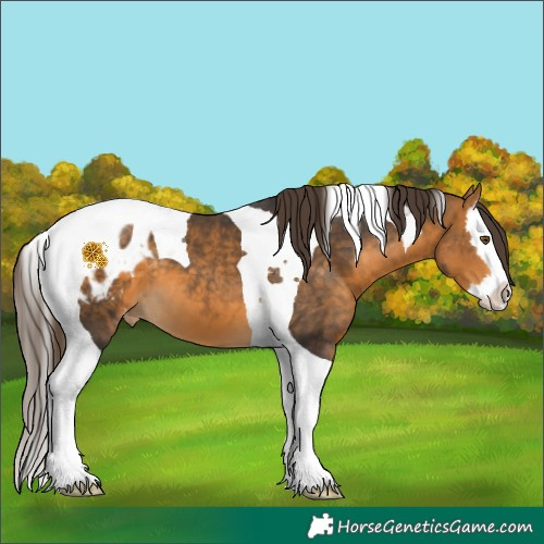 Horse Color:Buckskin Splash Tobiano Appaloosa 