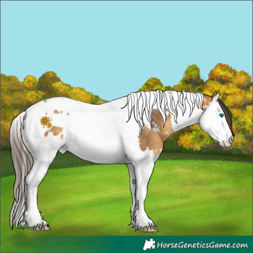 Horse Color:White Spotted Buckskin Splash Tobiano Rabicano 