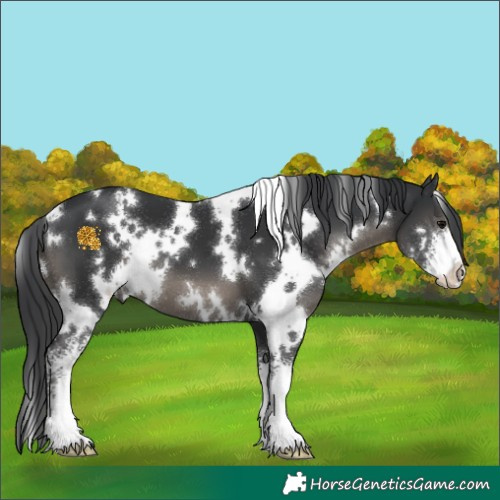 Horse Color:White Spotted Black Sabino 