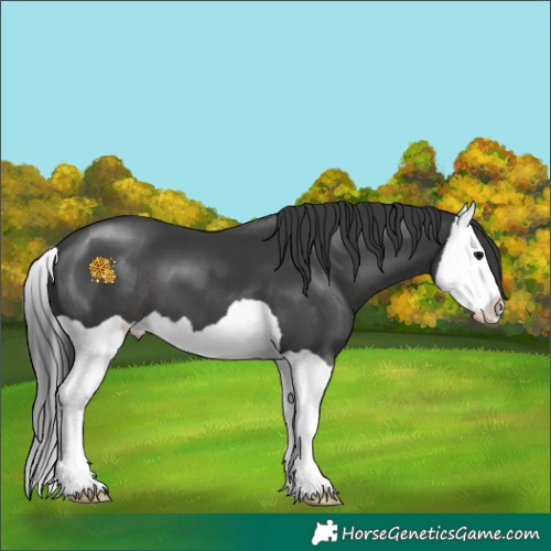 Horse Color:Black Splash 