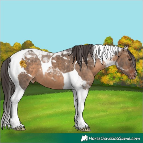 Horse Color:Brown Dun Tobiano Appaloosa 
