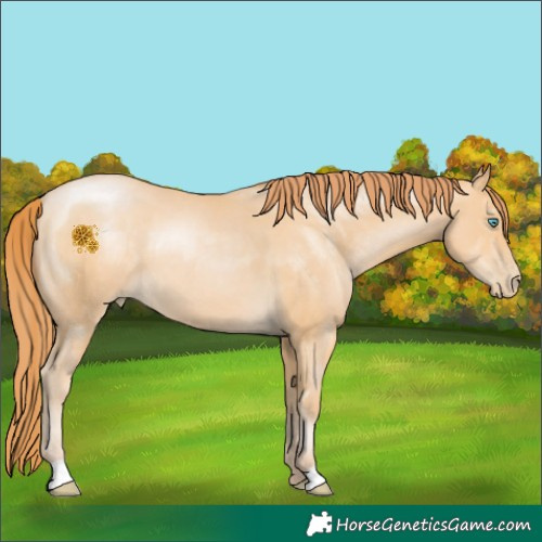 Horse Color:Buckskin Pearl 