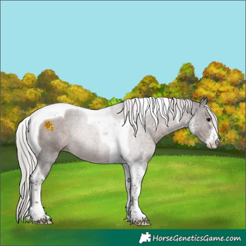 Horse Color:Silver Black Sabino Tobiano Rabicano