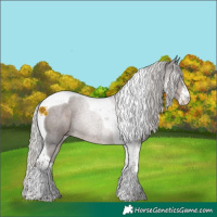 Horse Color:Silver Black Sabino Tobiano Rabicano 